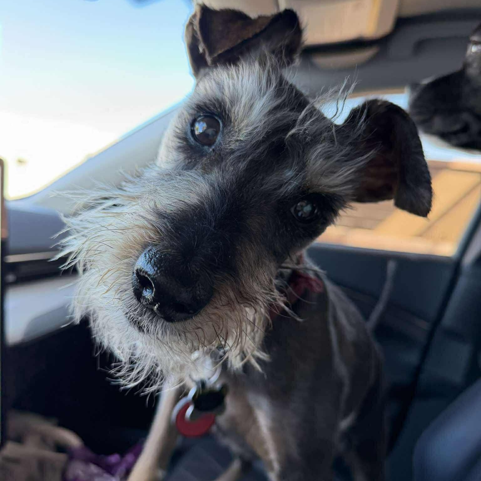Enlarge Prinston, a ADOPTABLE Miniature Schnauzer in Homer Glen, IL image 1/6