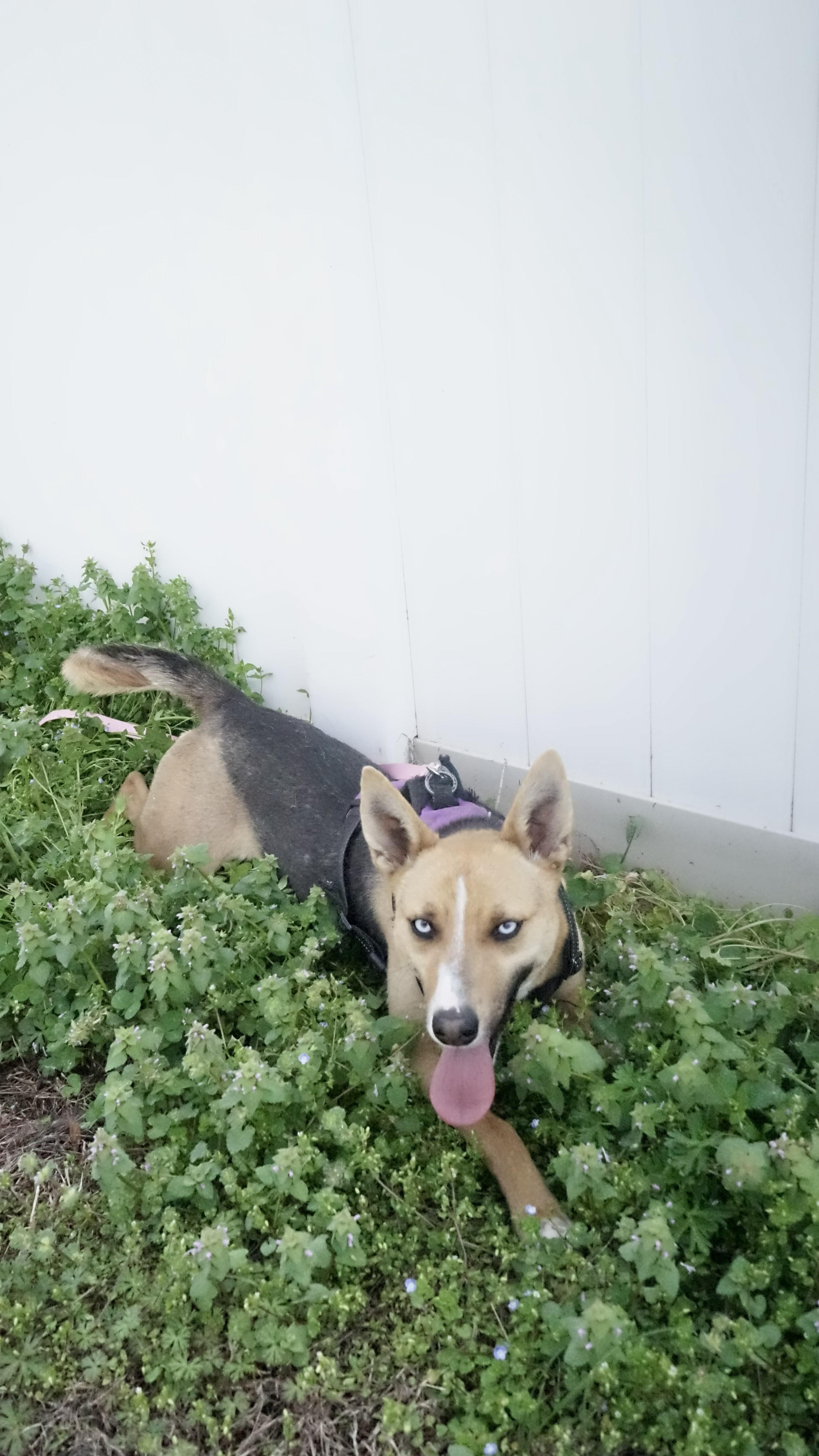 Bluebell, ADOPTABLE, Young Female German Shepherd Dog.