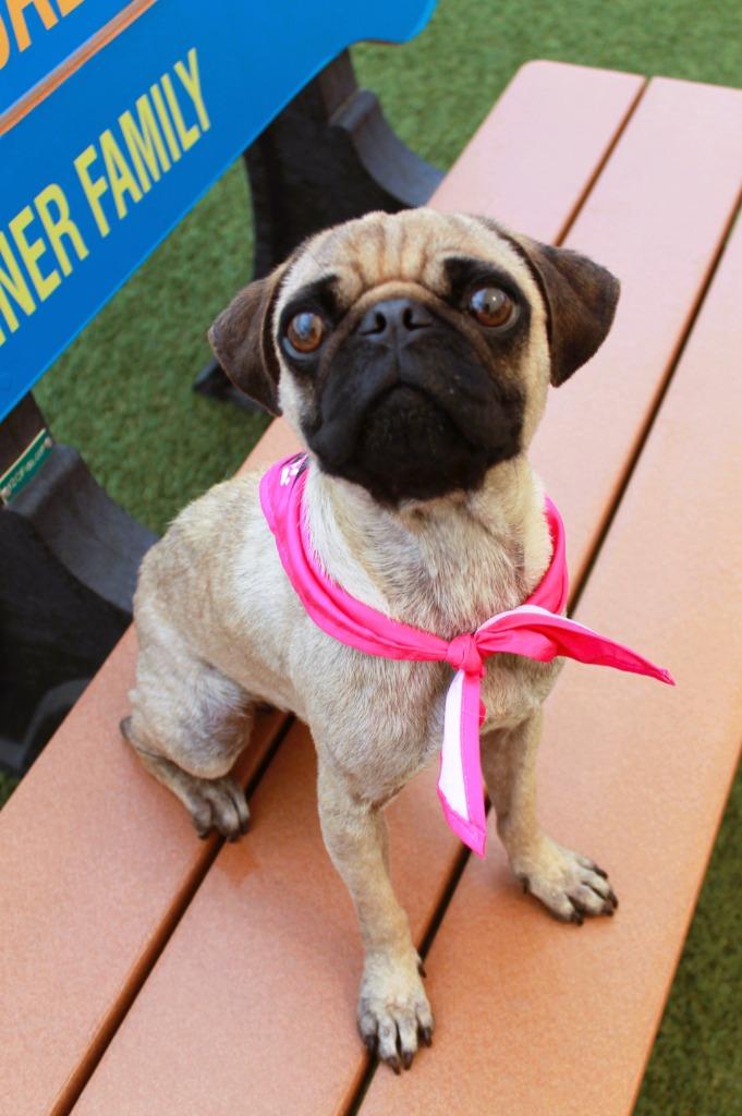Juanita, Adoptable, Young Female Pug.