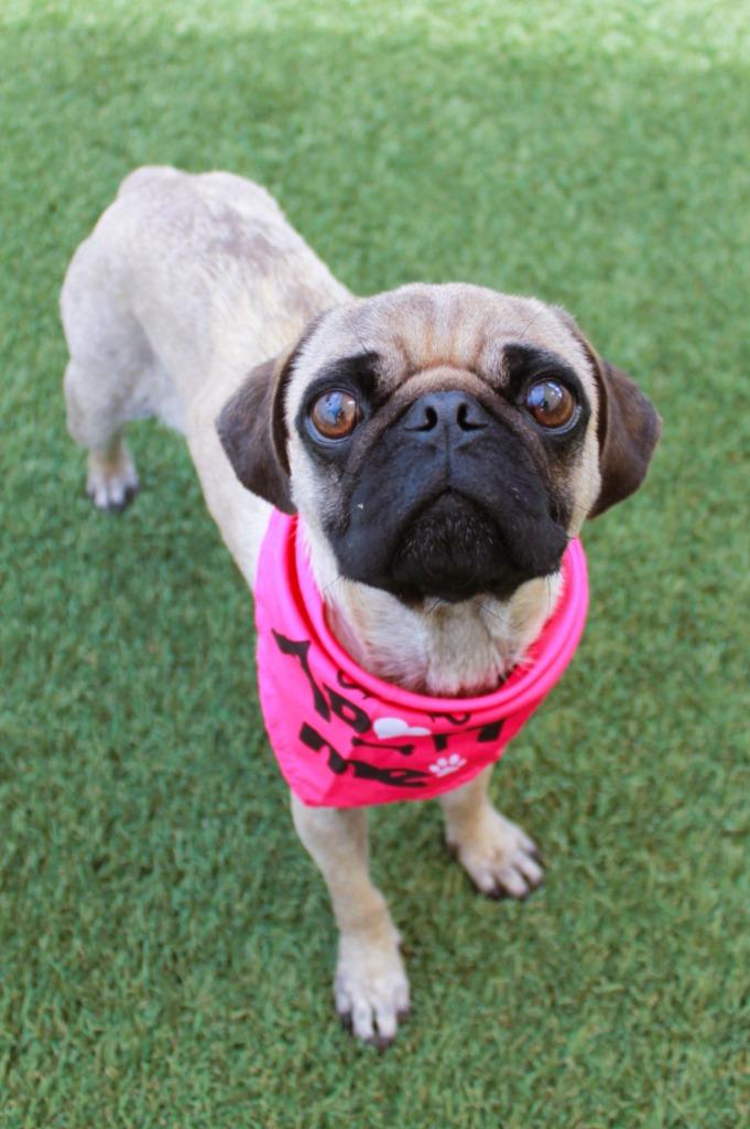 Enlarge Juanita, a Adoptable Pug in Gardena, CA image 2/6