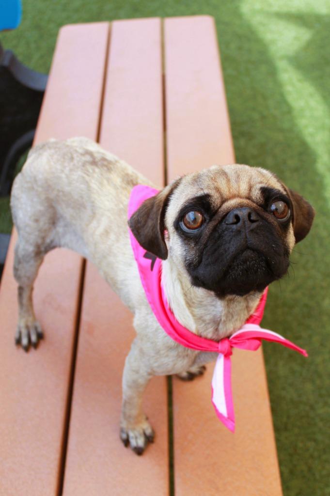 Enlarge Juanita, a Adoptable Pug in Gardena, CA image 3/6