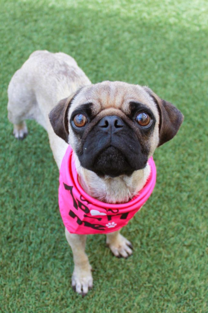Enlarge Juanita, a Adoptable Pug in Gardena, CA image 4/6