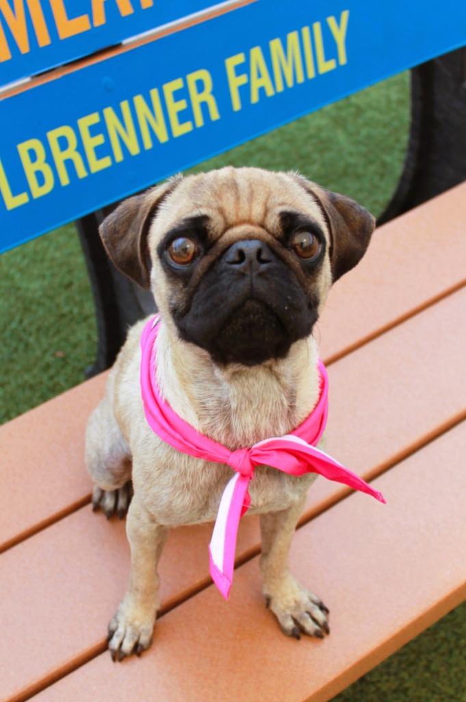 Enlarge Juanita, a Adoptable Pug in Gardena, CA image 5/6