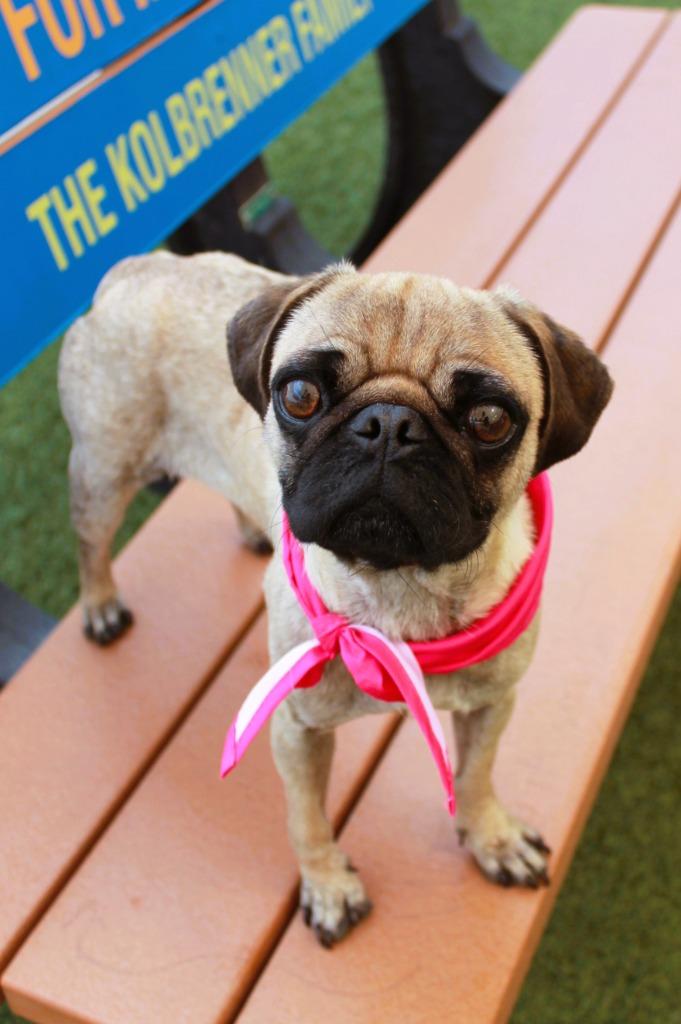 Enlarge Juanita, a Adoptable Pug in Gardena, CA image 6/6