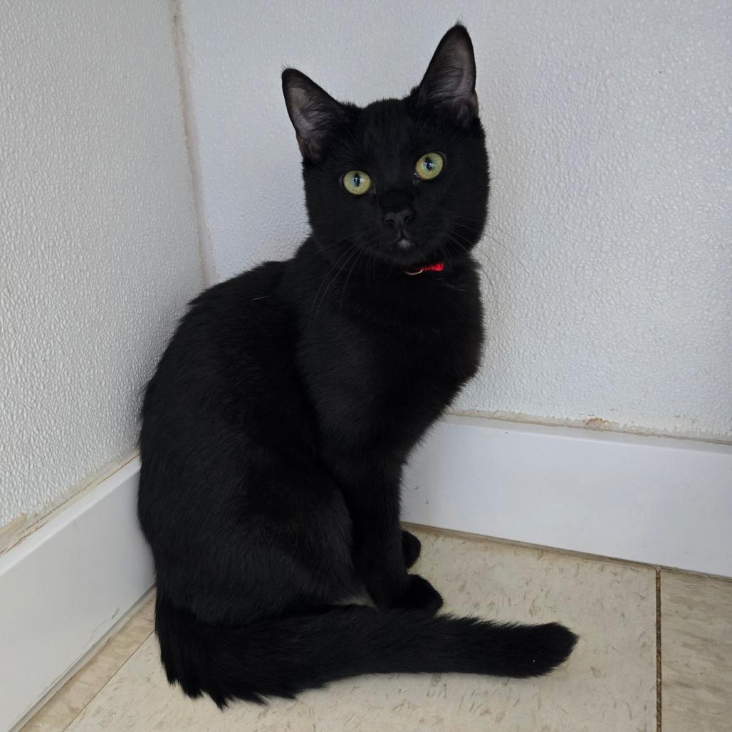 Enlarge Charlie C4, a Adoptable Domestic Short Hair in Union, MO image 1/1