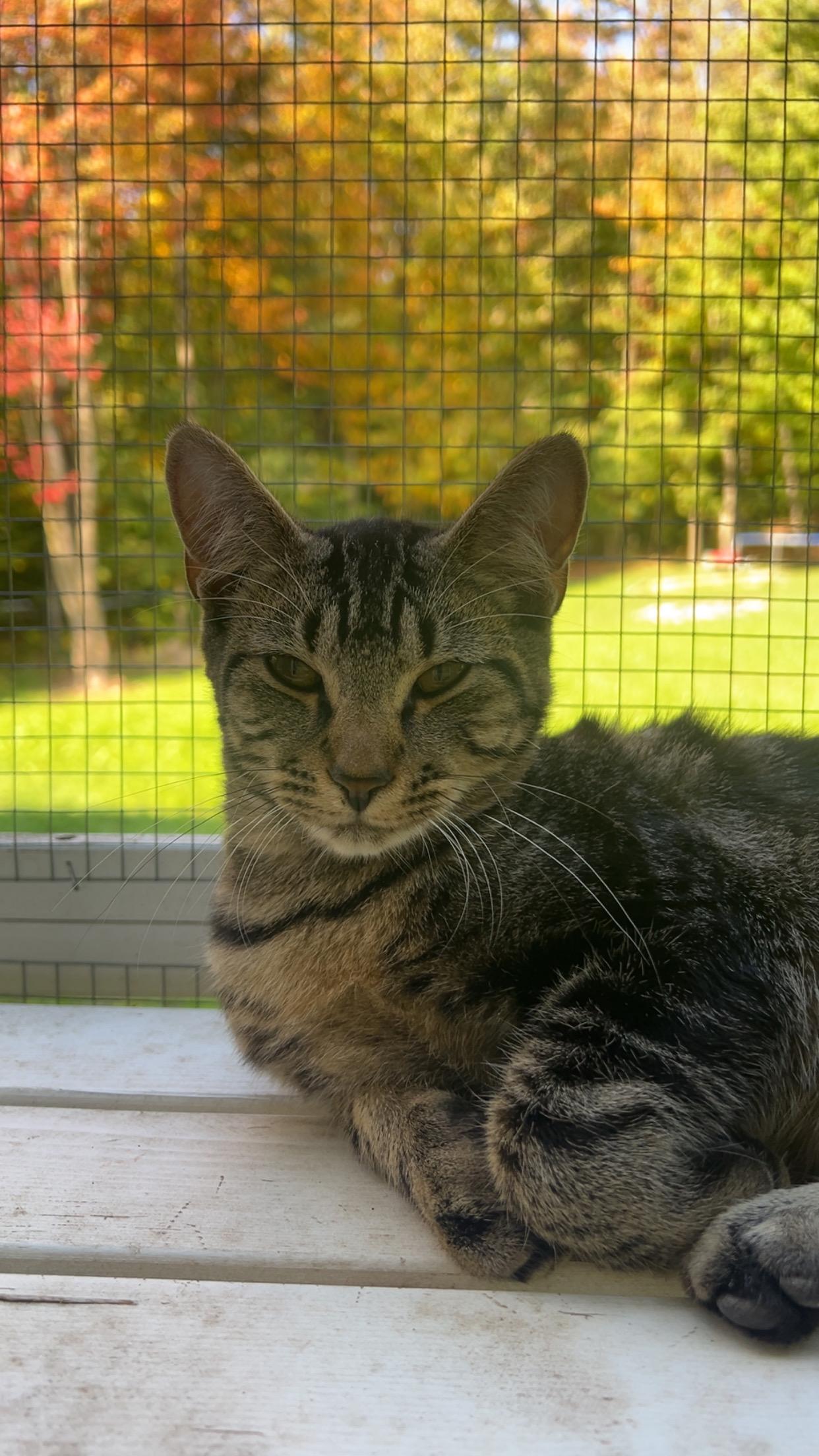 Button, a Adoptable Domestic Short Hair in St. Albans, VT image 1/2