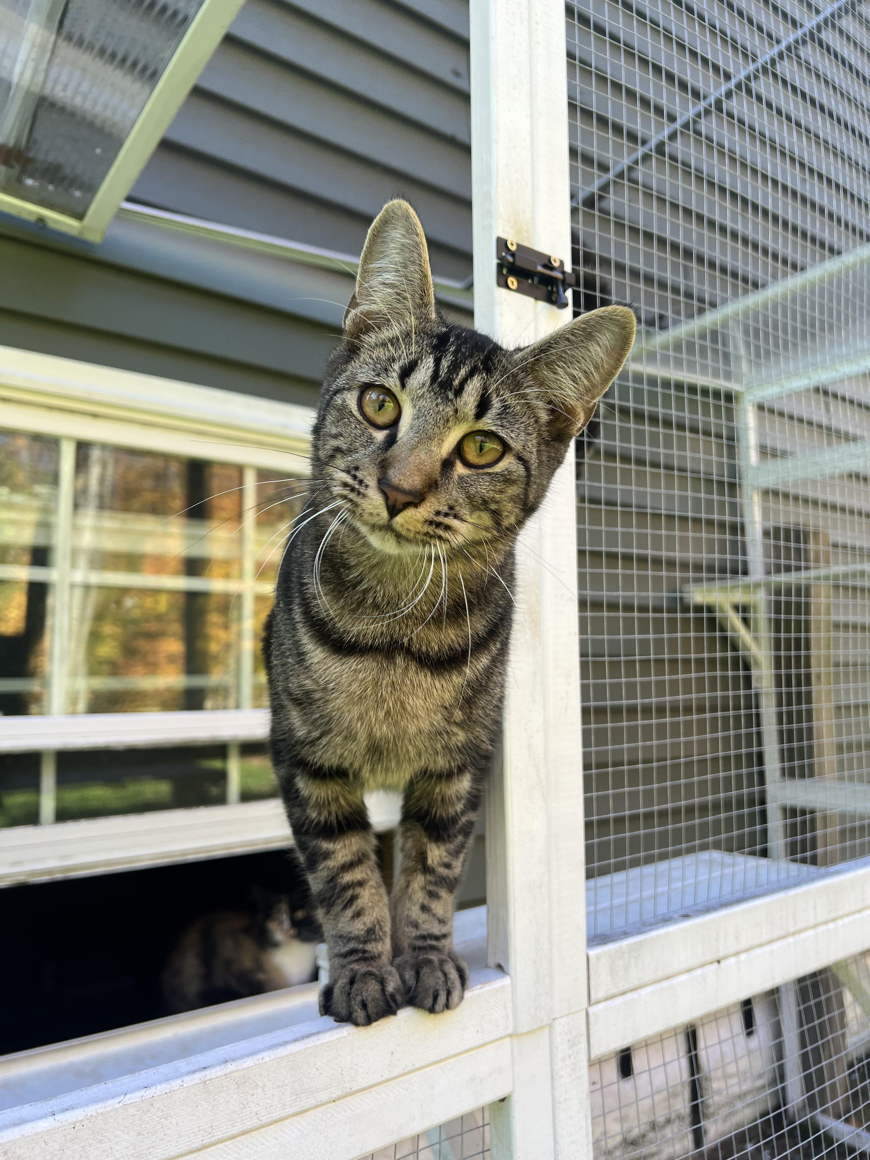 Button, Adoptable, Young Male Domestic Short Hair.