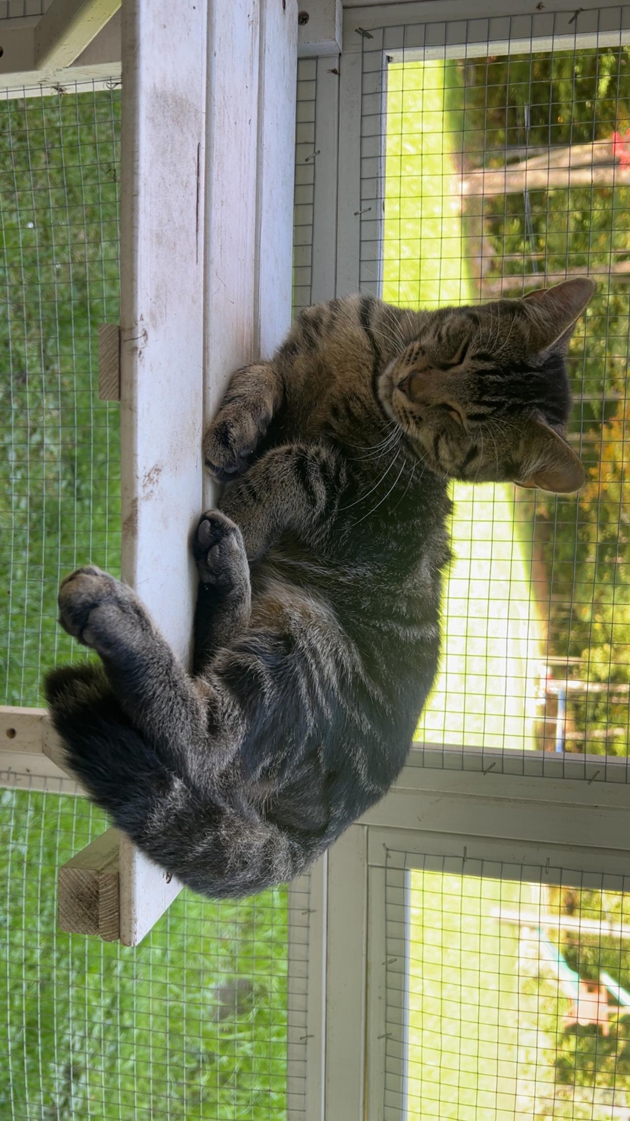 Button, a Adoptable Domestic Short Hair in St. Albans, VT image 2/2