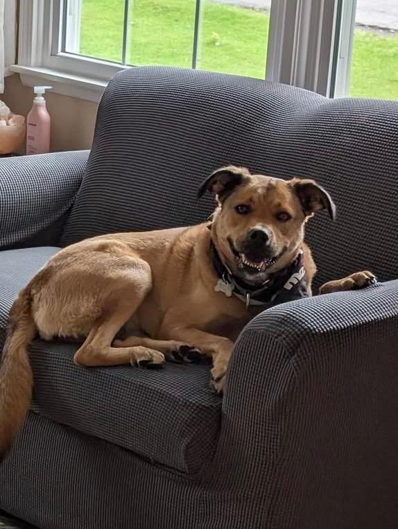 Enlarge Whiskey, a Adoptable mixed breed in North Syracuse, NY image 6/6