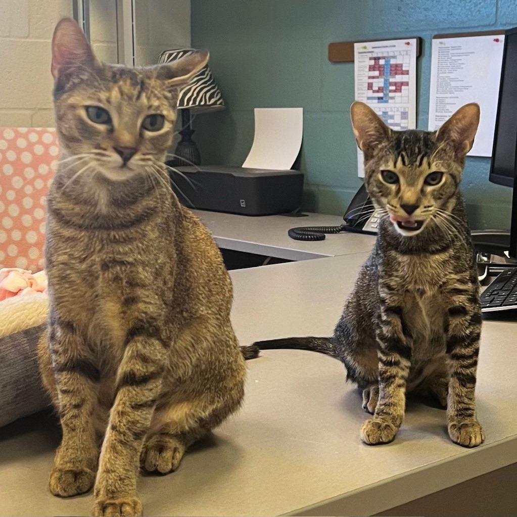 Kayla, Adoptable, Adult Female Domestic Short Hair.