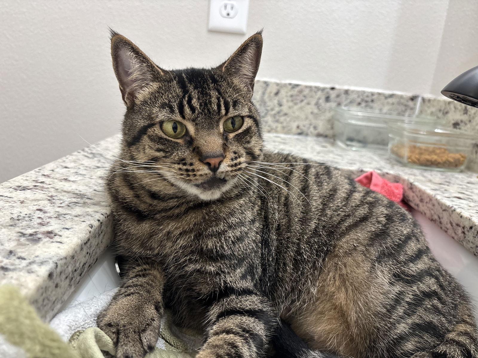 Jolie, Adoptable, Adult Female American Shorthair.