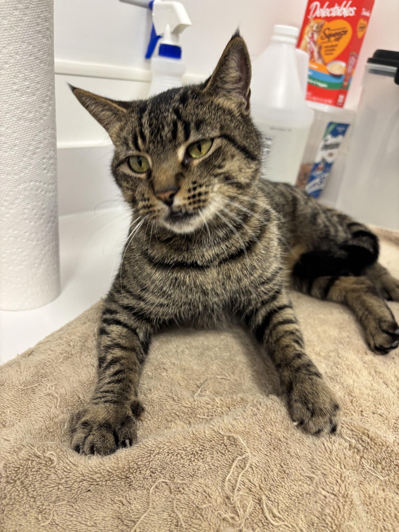 Enlarge Jolie, a Adoptable American Shorthair in Longwood, FL image 2/3