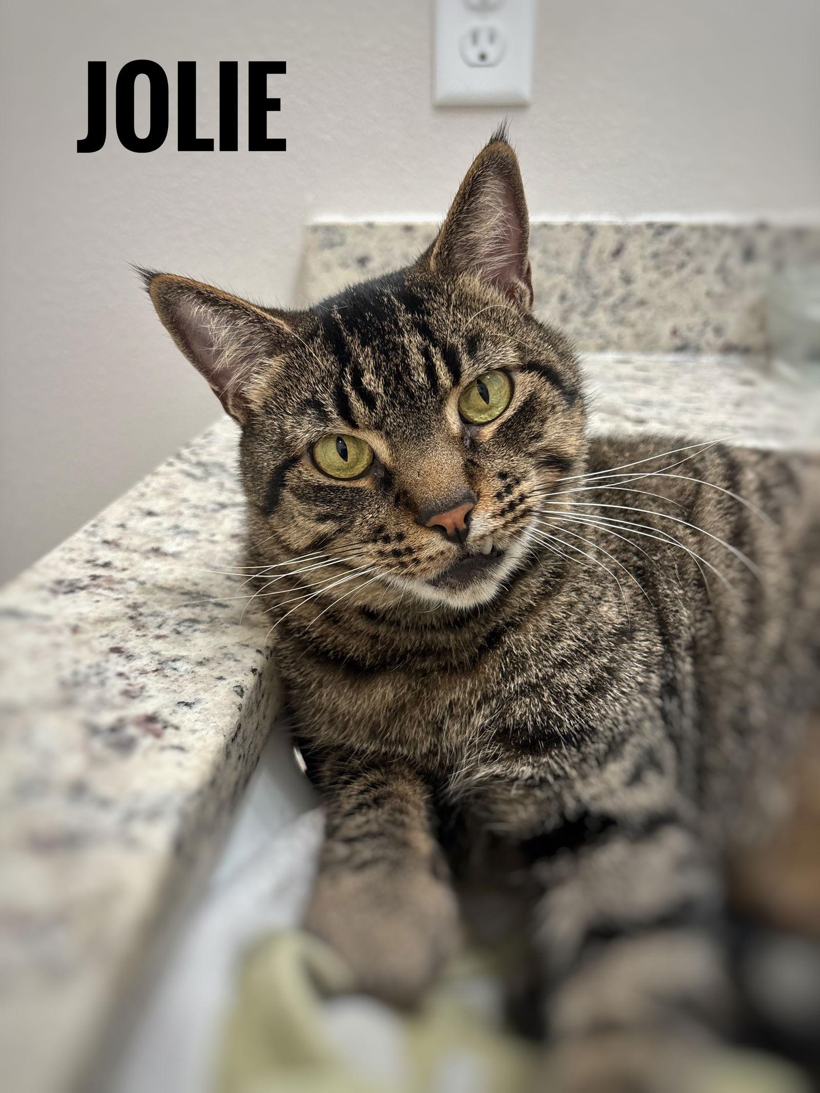 Enlarge Jolie, a Adoptable American Shorthair in Longwood, FL image 3/3