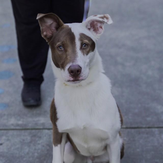 MEECH, Adoptable, Young Male Australian Cattle Dog / Blue Heeler & Pit Bull Terrier.