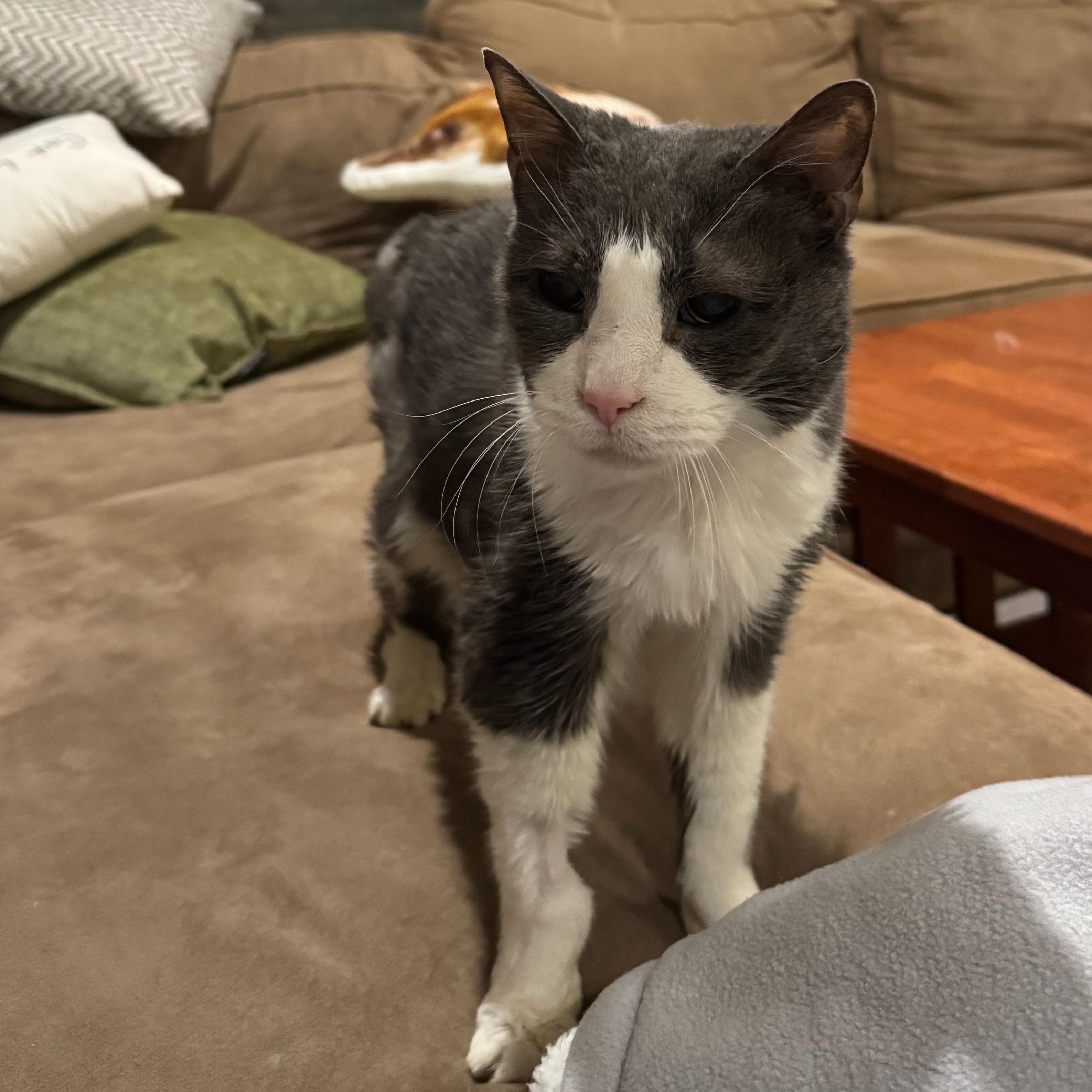 Enlarge WINSTON, a Adoptable Domestic Short Hair in Hamilton, NJ image 2/4