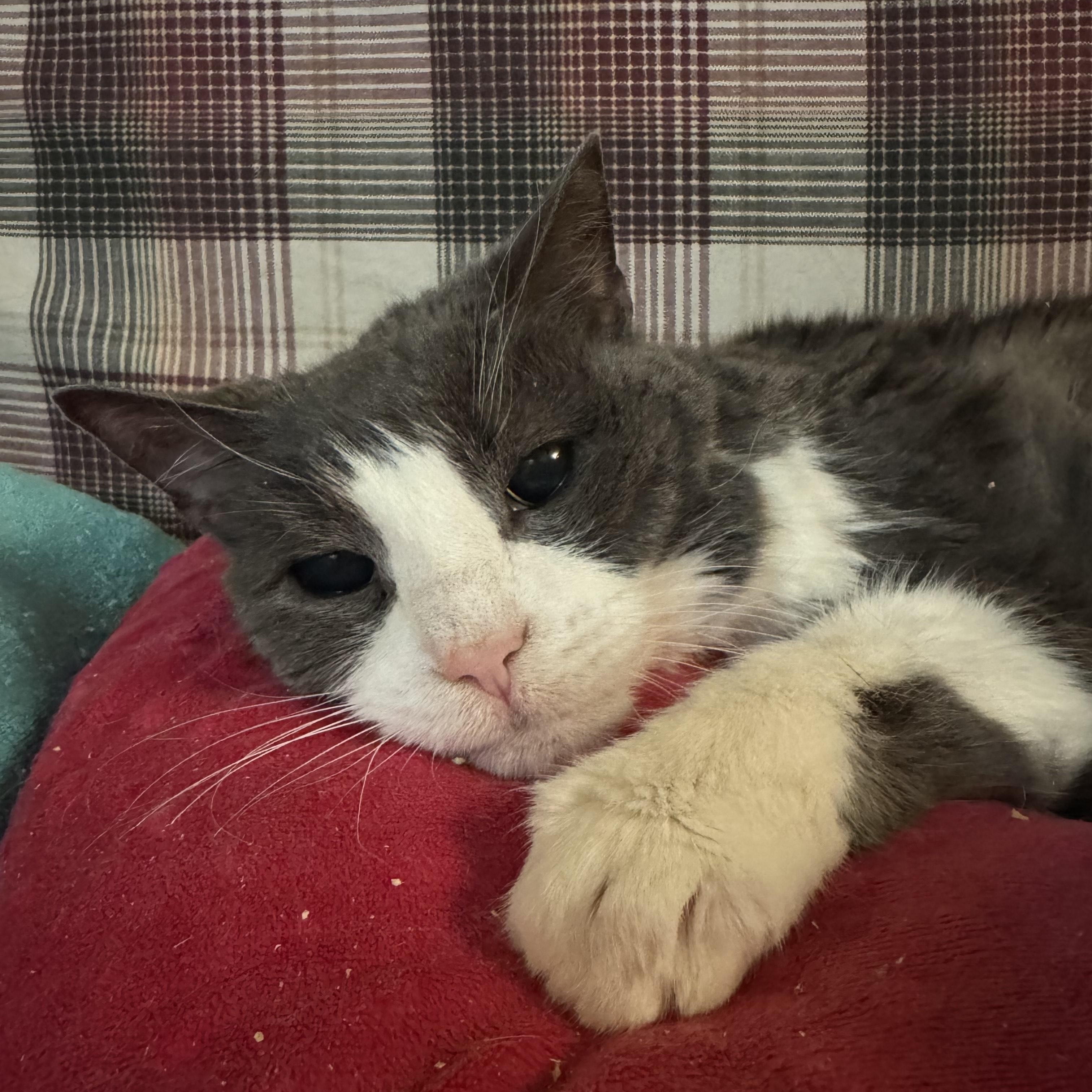 Enlarge WINSTON, a Adoptable Domestic Short Hair in Hamilton, NJ image 1/4