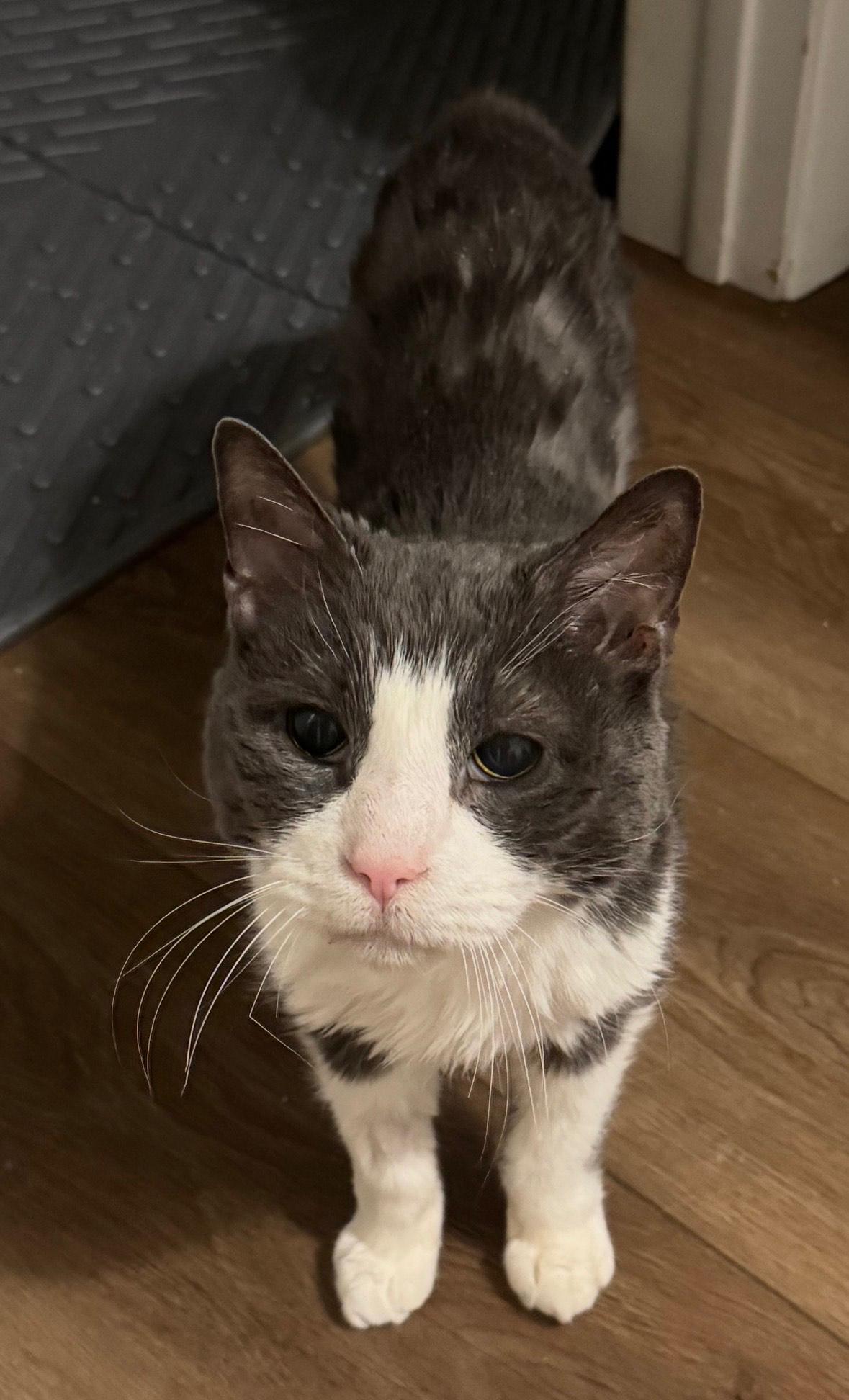 Enlarge WINSTON, a Adoptable Domestic Short Hair in Hamilton, NJ image 4/4