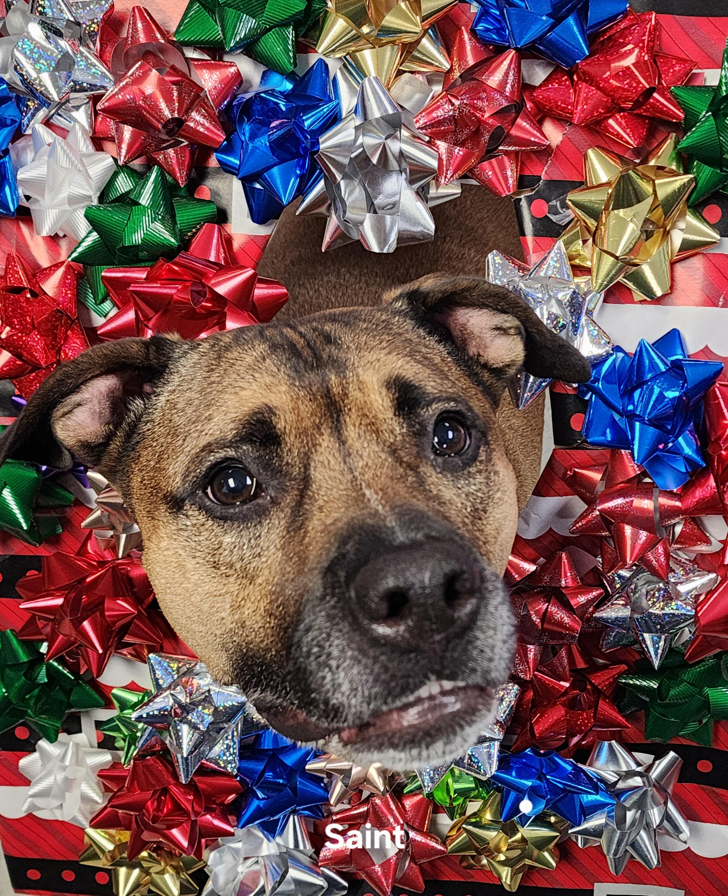 Enlarge Saint, a Adoptable mixed breed image 1/3