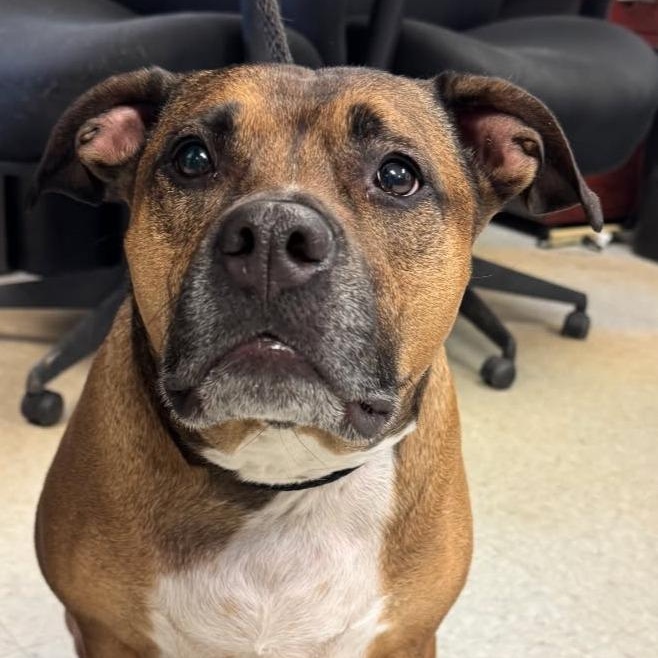 Saint, Adoptable, Adult Male Boxer.