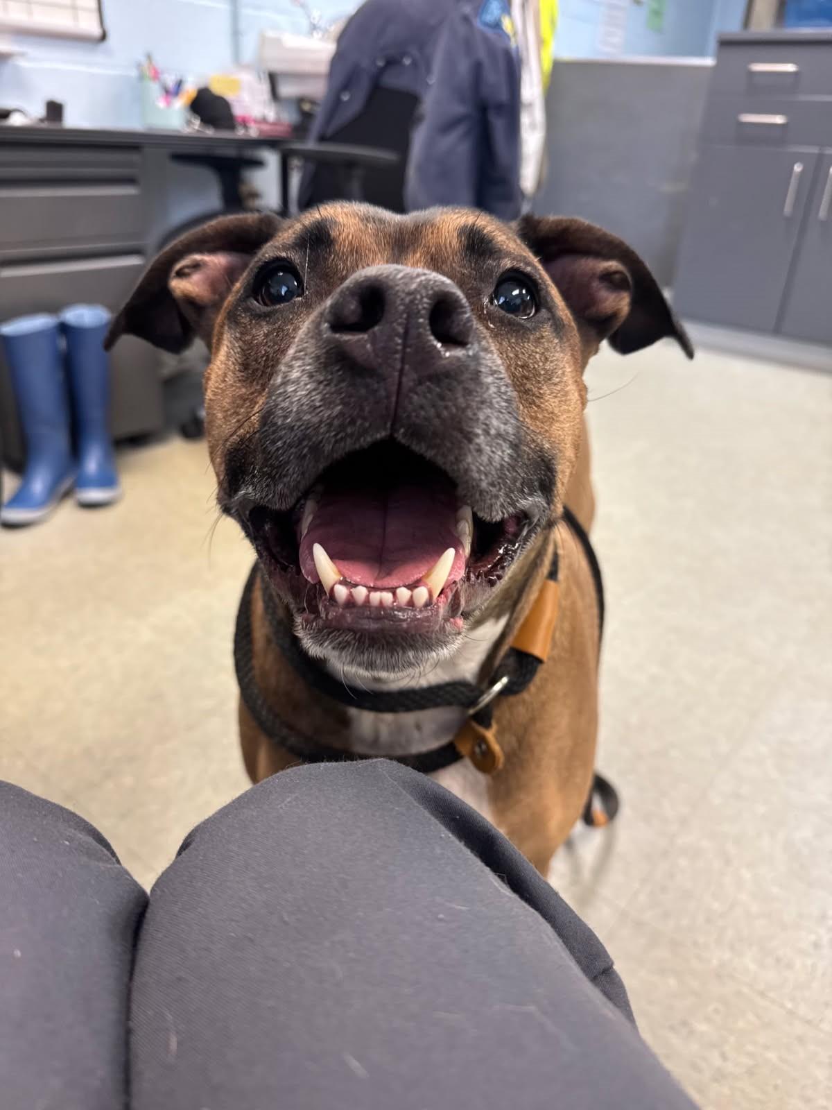 Enlarge Saint, a Adoptable mixed breed image 3/3