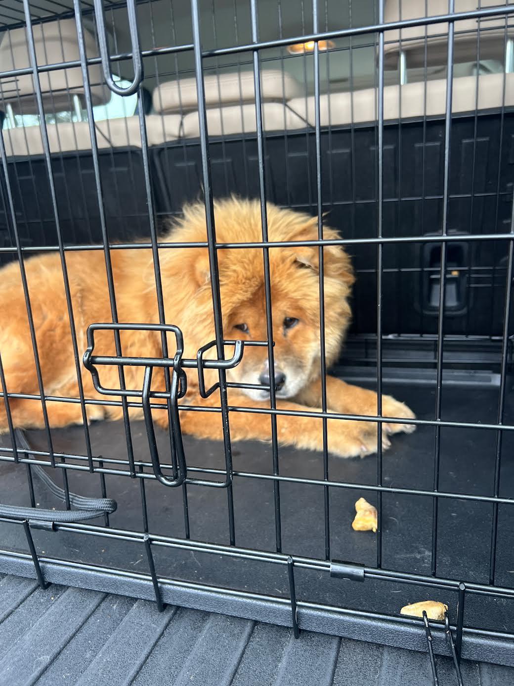 IVY, Adoptable, Puppy Female Chow Chow.