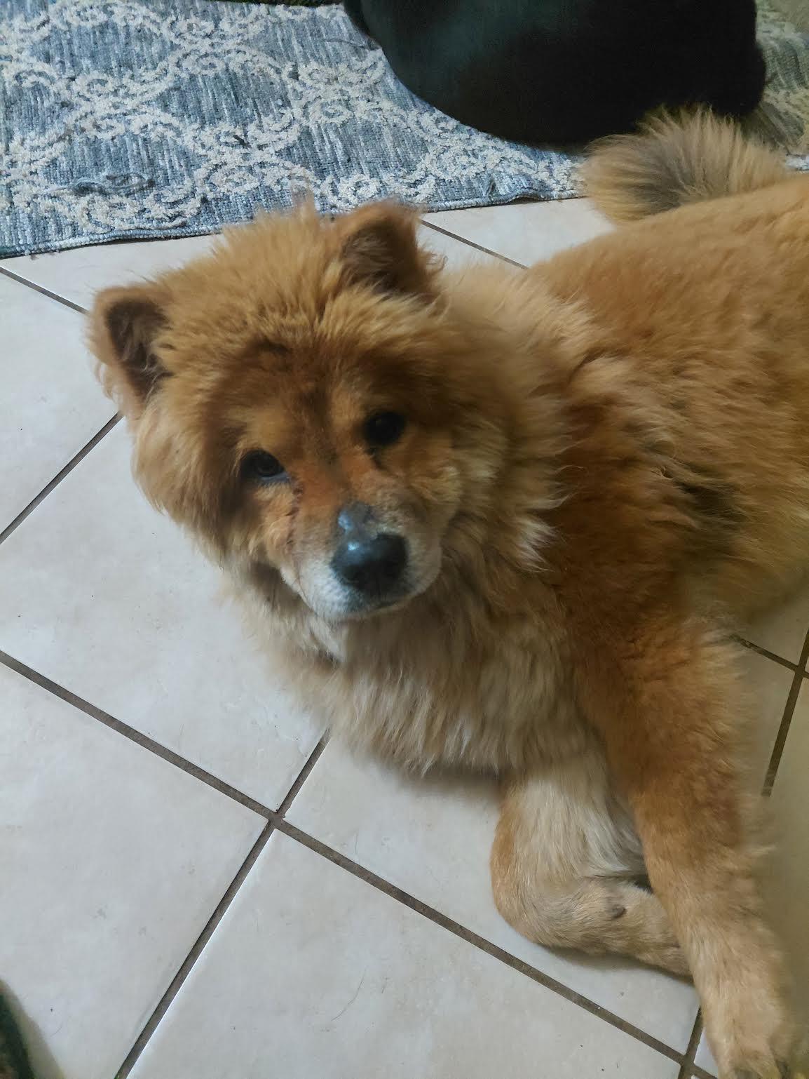 Enlarge IVY, a Adoptable Chow Chow in Marina del Rey, CA image 1/3