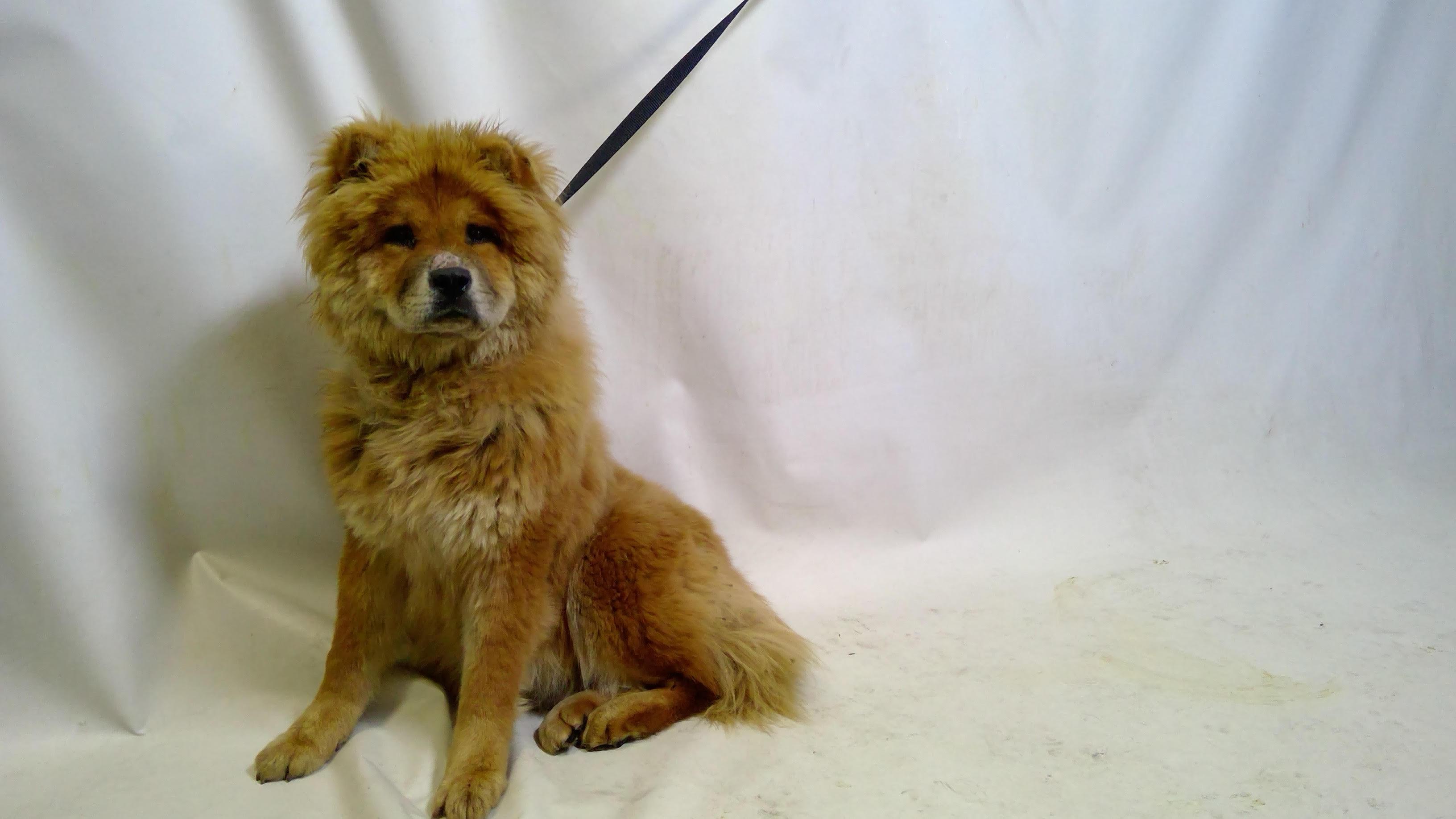 Enlarge IVY, a Adoptable Chow Chow in Marina del Rey, CA image 2/2