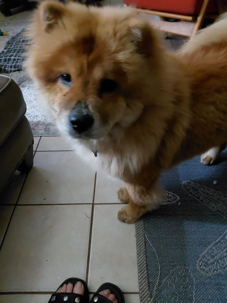 Enlarge IVY, a Adoptable Chow Chow in Marina del Rey, CA image 2/3