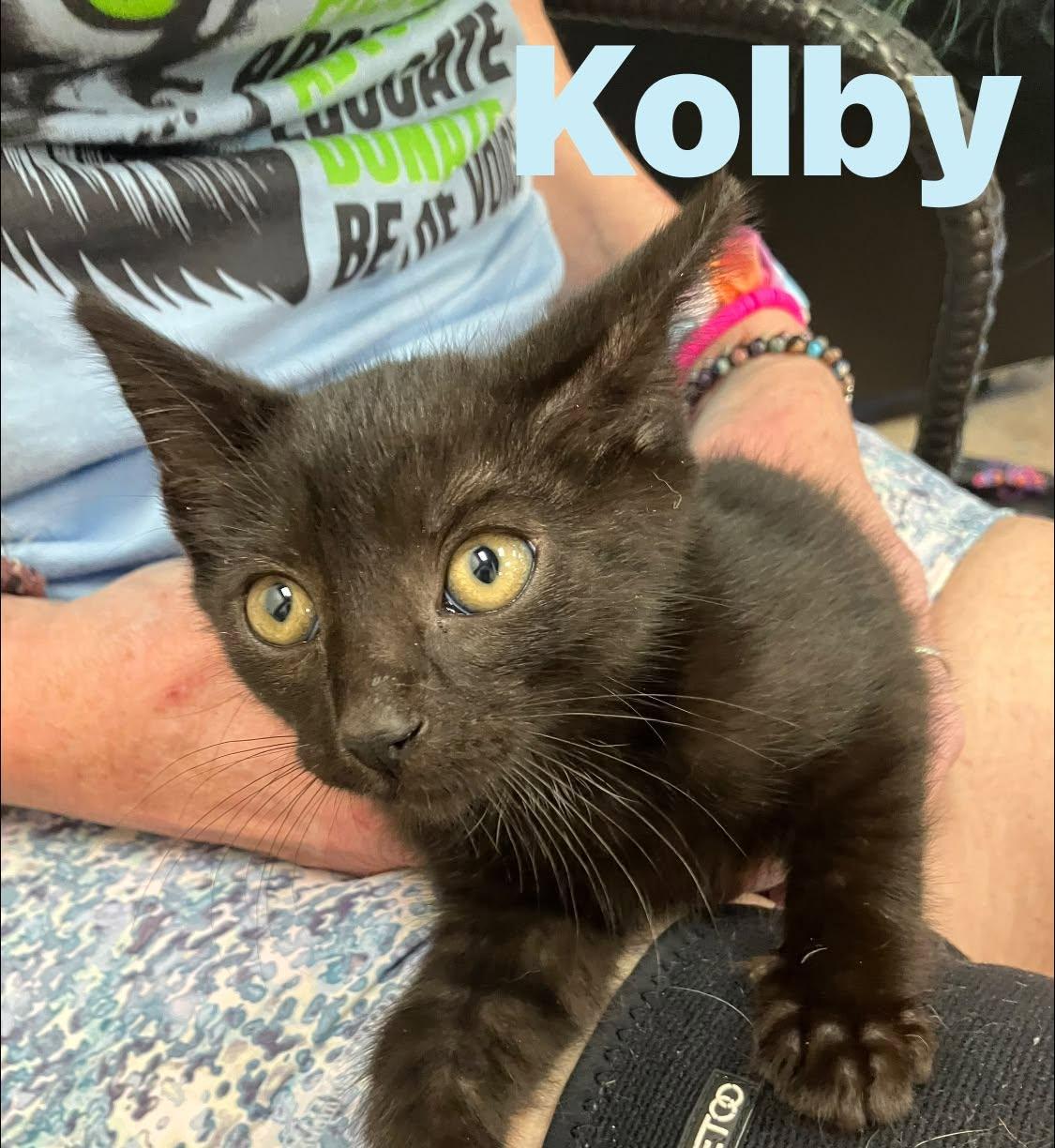 Kolby, adopted, Kitten Male Domestic Medium Hair.