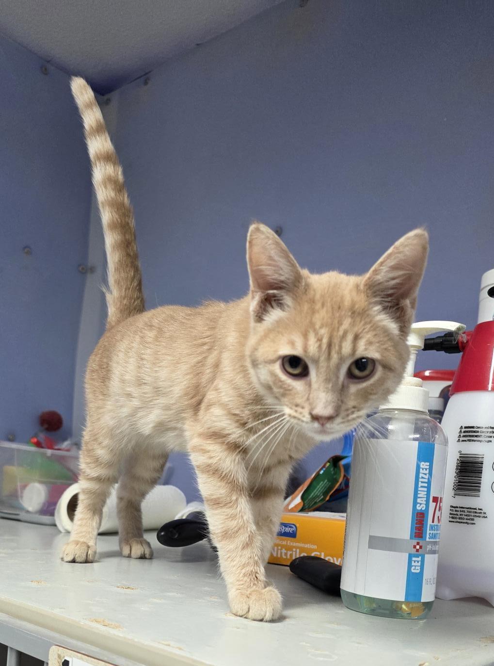 Logan, Adopted, Young Male Domestic Short Hair.