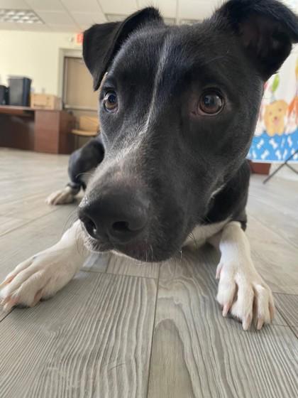Enlarge Tommy, a ADOPTABLE mixed breed in South Bend, IN image 3/3
