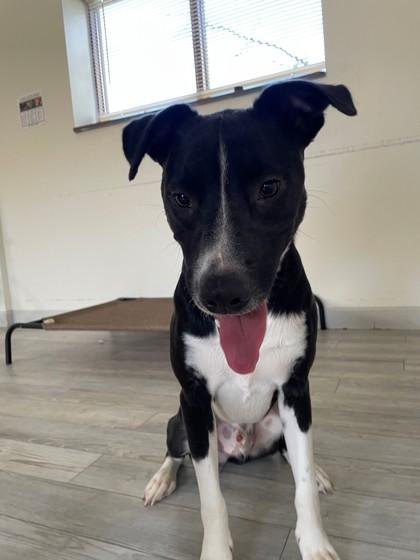 Enlarge Tommy, a ADOPTABLE mixed breed in South Bend, IN image 2/3