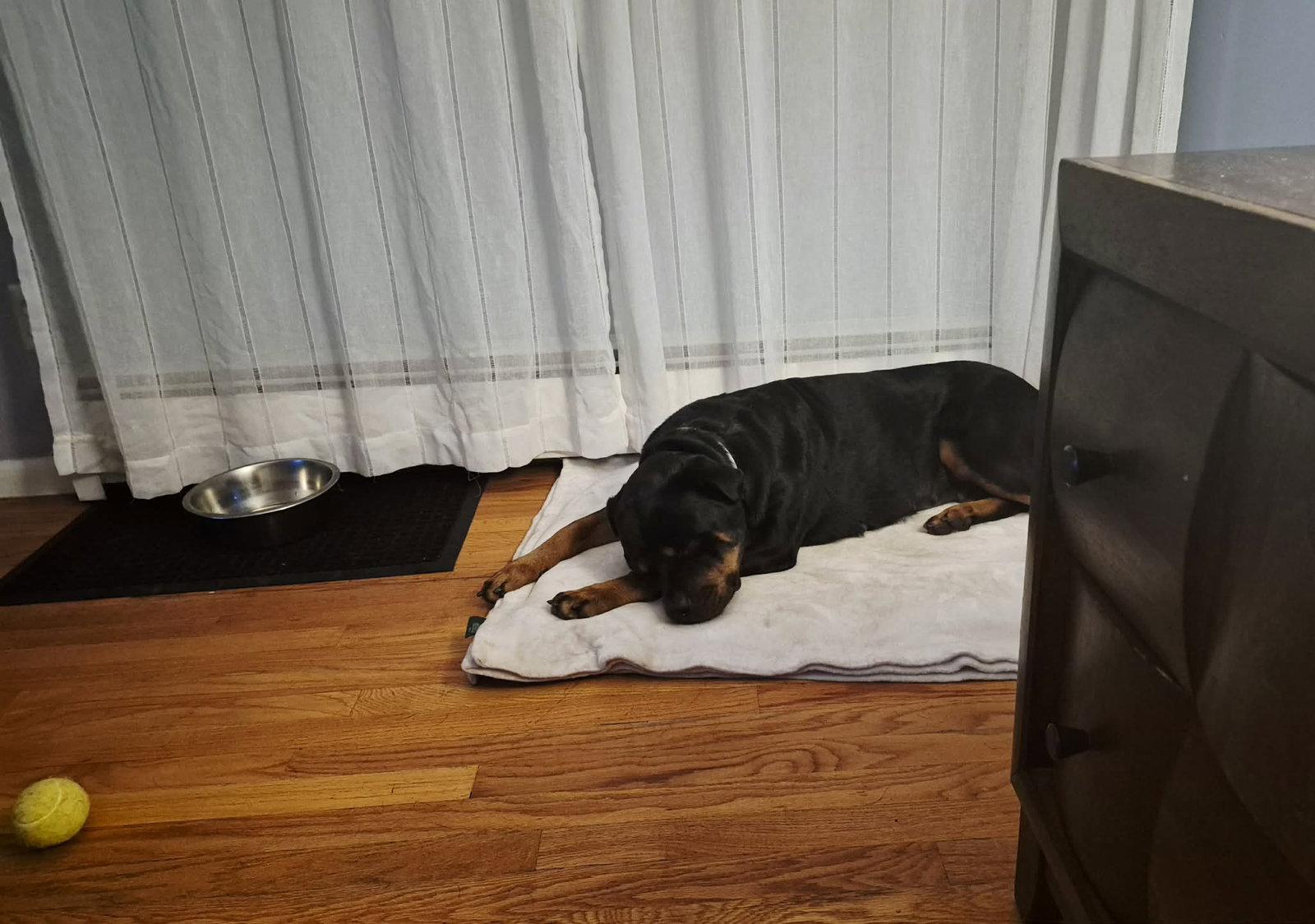 Enlarge Bella Ruth, a Adoptable Rottweiler in Hillsboro, NH image 2/2