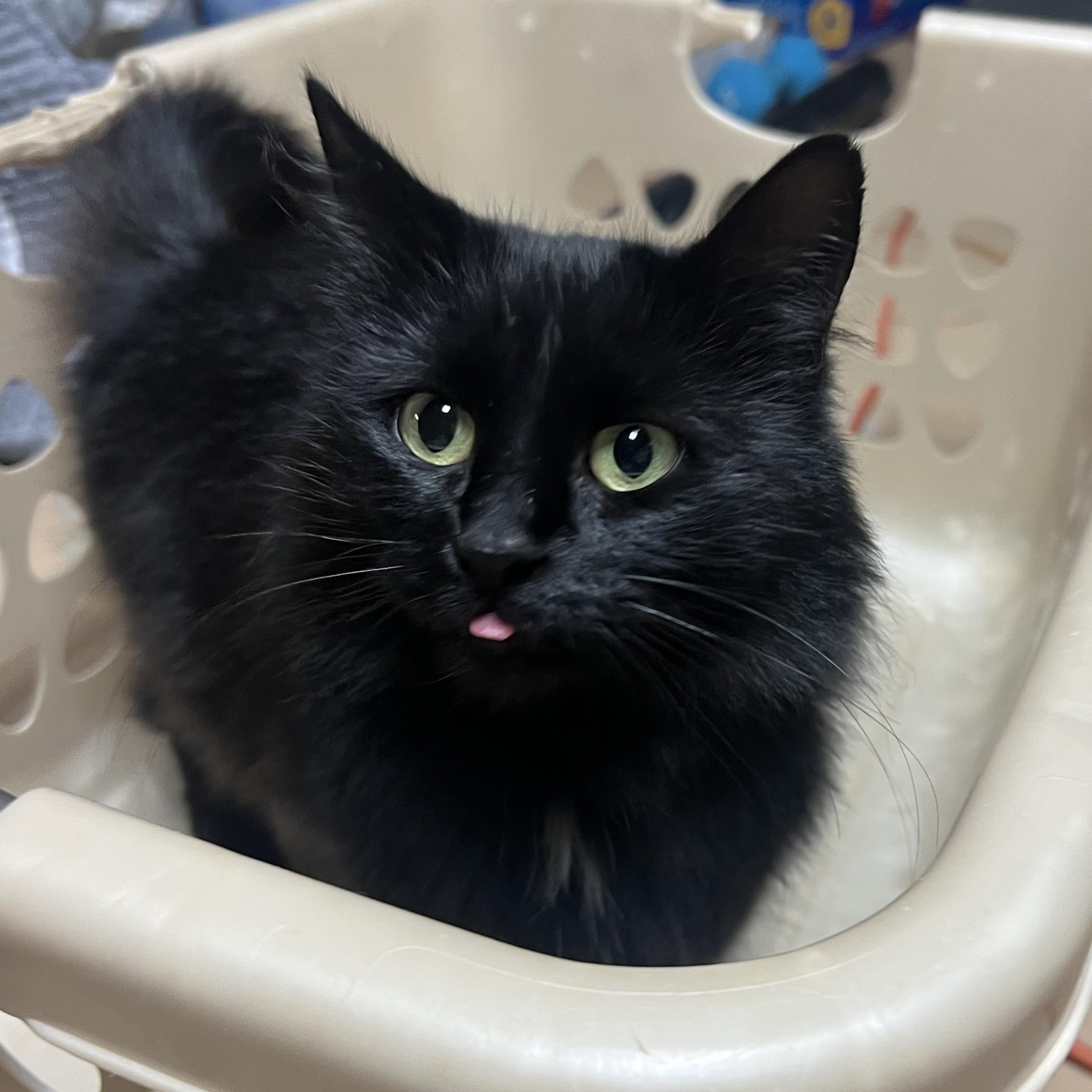 Enlarge Boobelle, a Adoptable Domestic Long Hair in Howell, MI image 3/3
