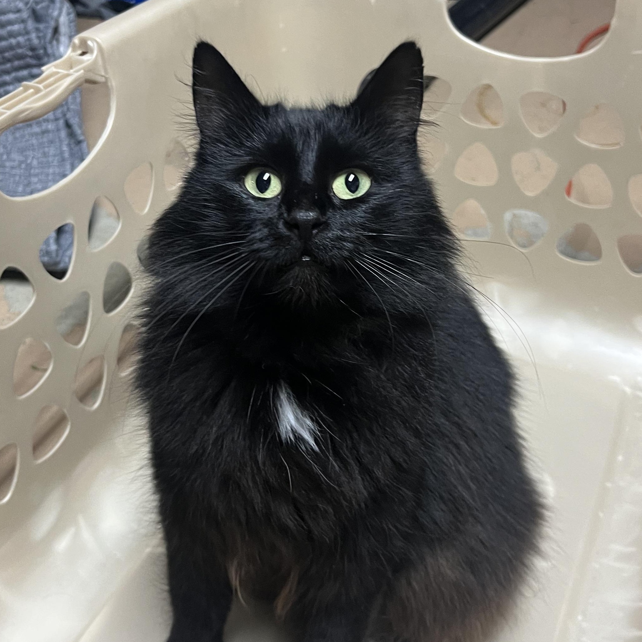 Boobelle, Adoptable, Young Female Domestic Long Hair.