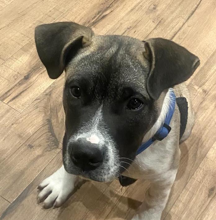 Enlarge Scooby Doo, an adopted mixed breed in Woburn, MA image 1/6