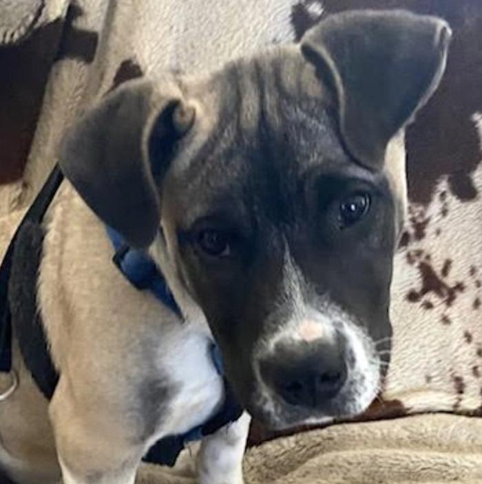 Enlarge Scooby Doo, an adopted mixed breed in Woburn, MA image 2/6