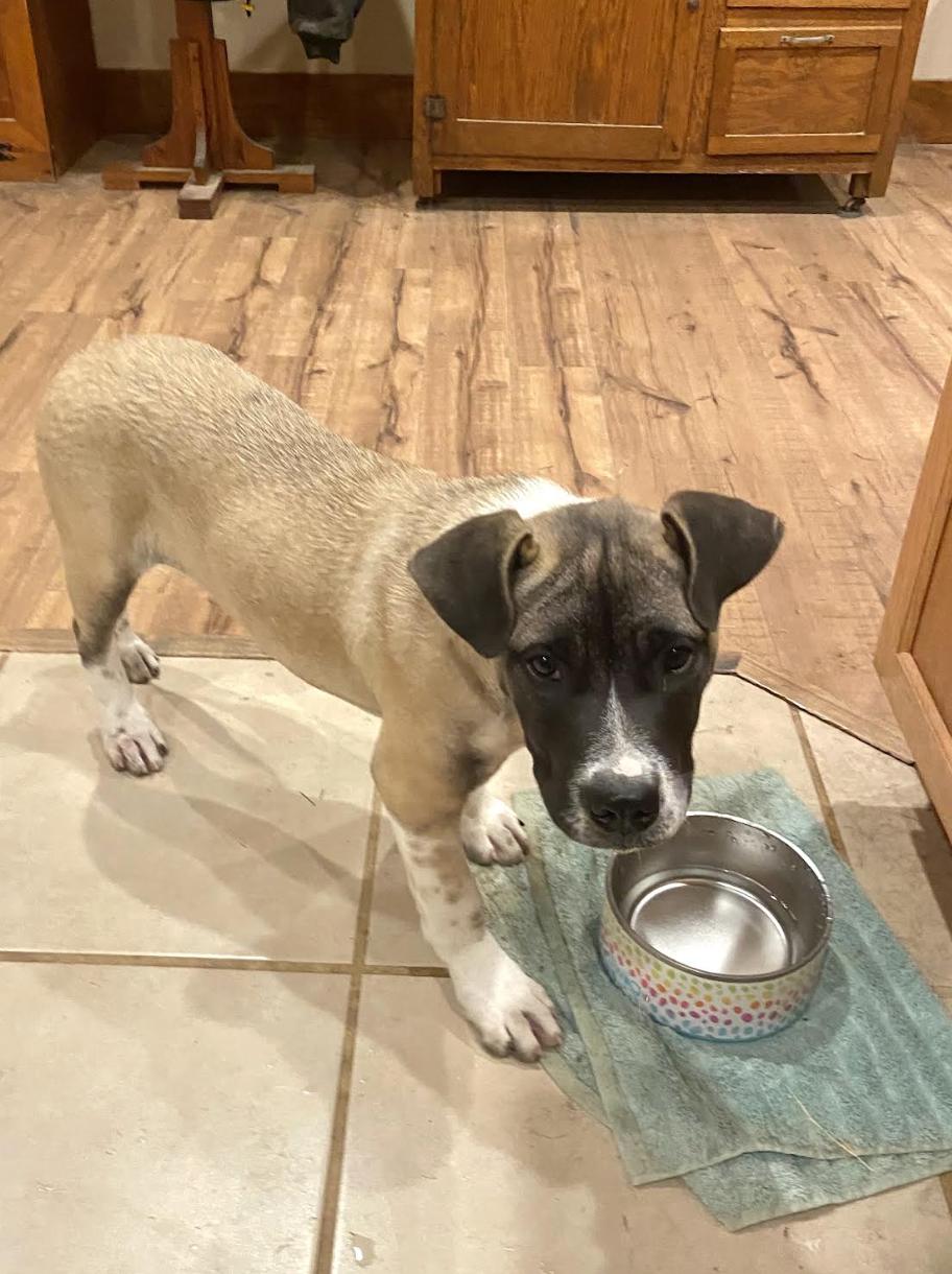 Enlarge Scooby Doo, an adopted mixed breed in Woburn, MA image 3/6