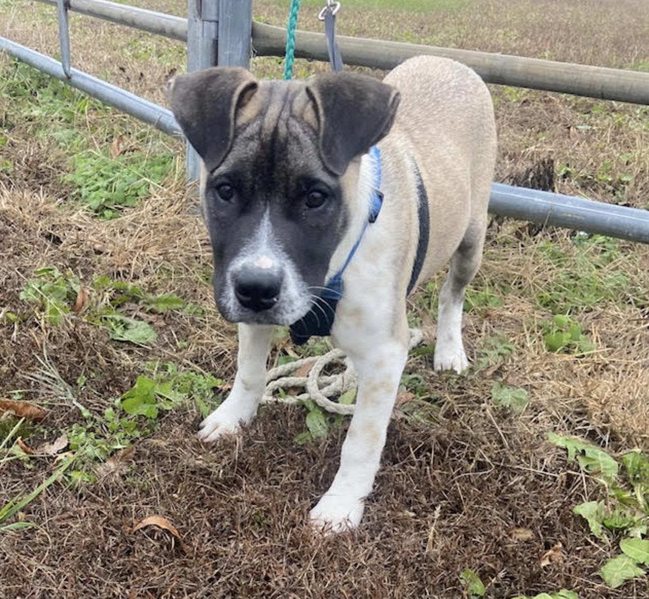 Enlarge Scooby Doo, an adopted mixed breed in Woburn, MA image 4/6