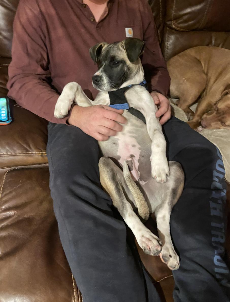 Enlarge Scooby Doo, an adopted mixed breed in Woburn, MA image 5/6