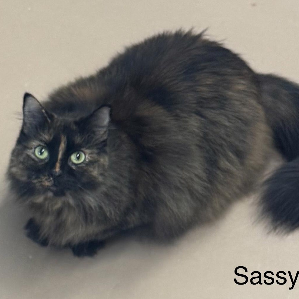 Sassy, Adoptable, Adult Female Domestic Long Hair.