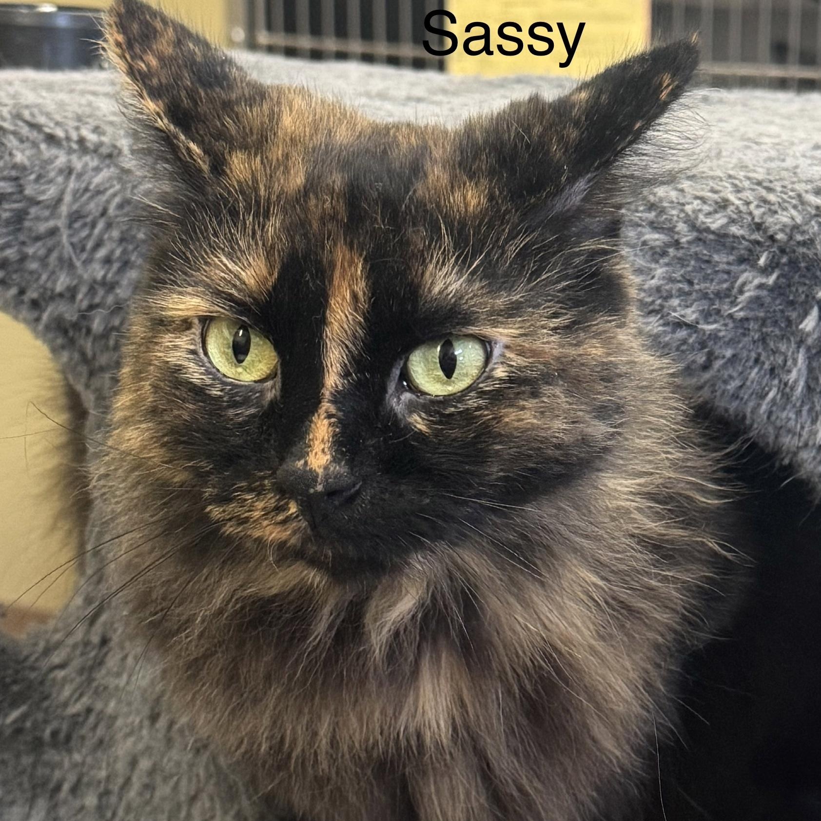 Enlarge Sassy, a Adoptable Domestic Long Hair in Ulster, PA image 2/2