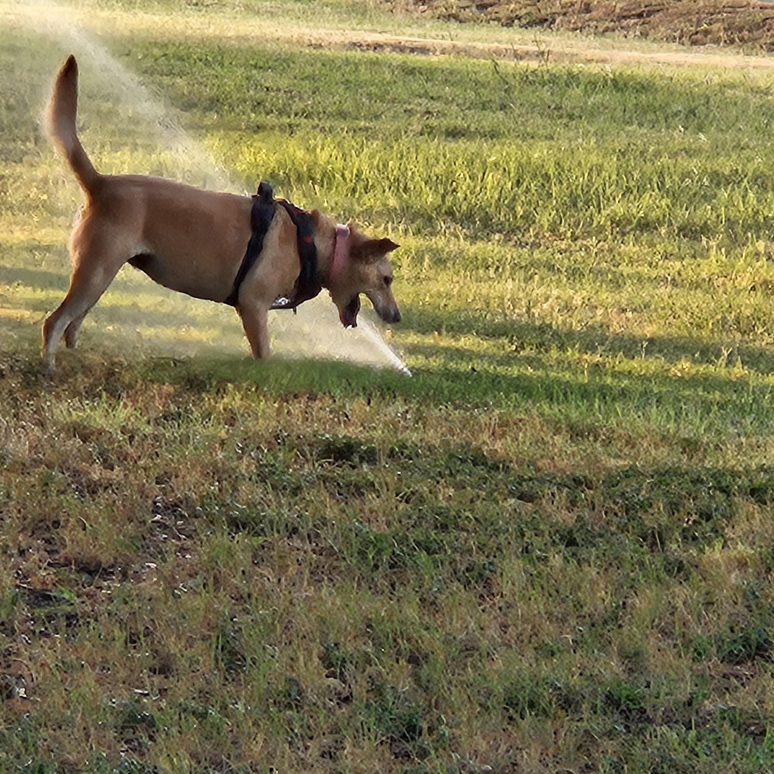Maggie - In Granbury, TX, an adoptable mixed breed in Willington, CT image 5/6