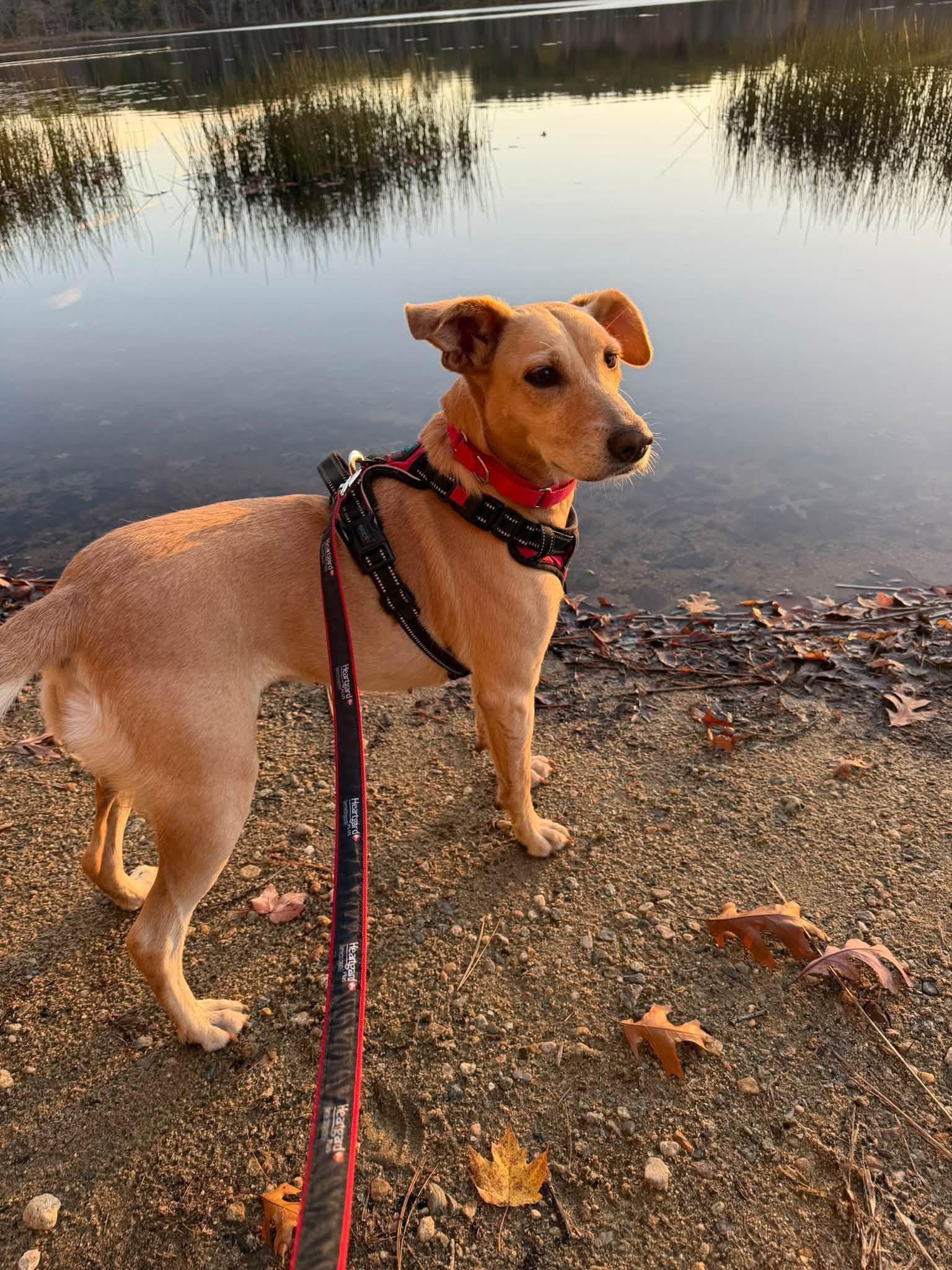 Maggie - In Mass., Adoptable, Adult Female Yellow Labrador Retriever.