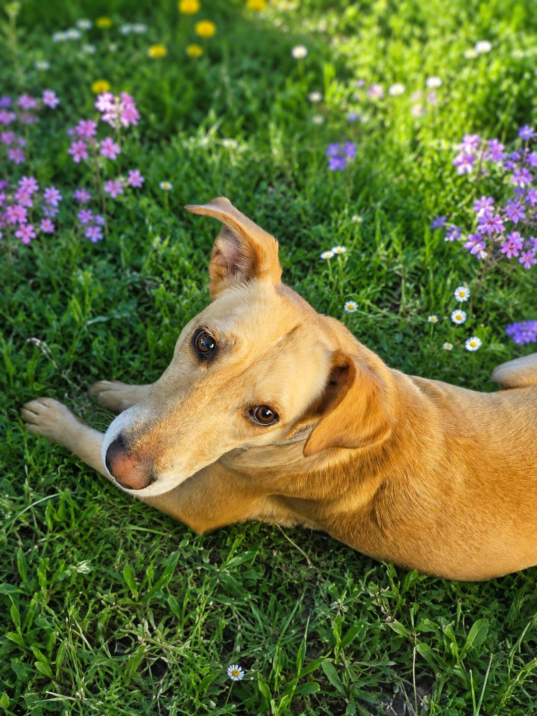 Maggie - In Granbury, TX, an adoptable mixed breed in Willington, CT image 1/6