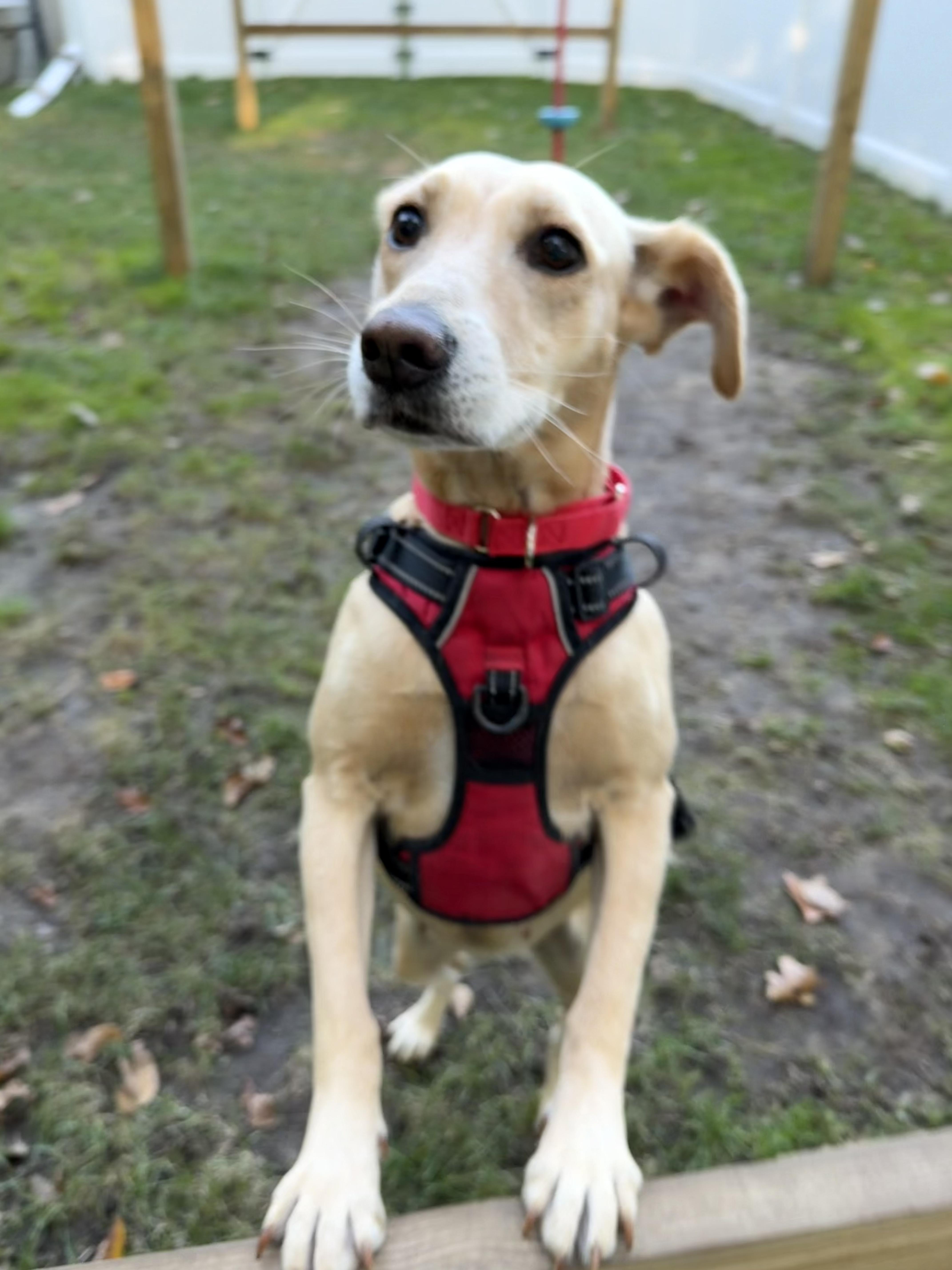 Enlarge Maggie - In Mass., a Adoptable mixed breed in Willington, CT image 2/6