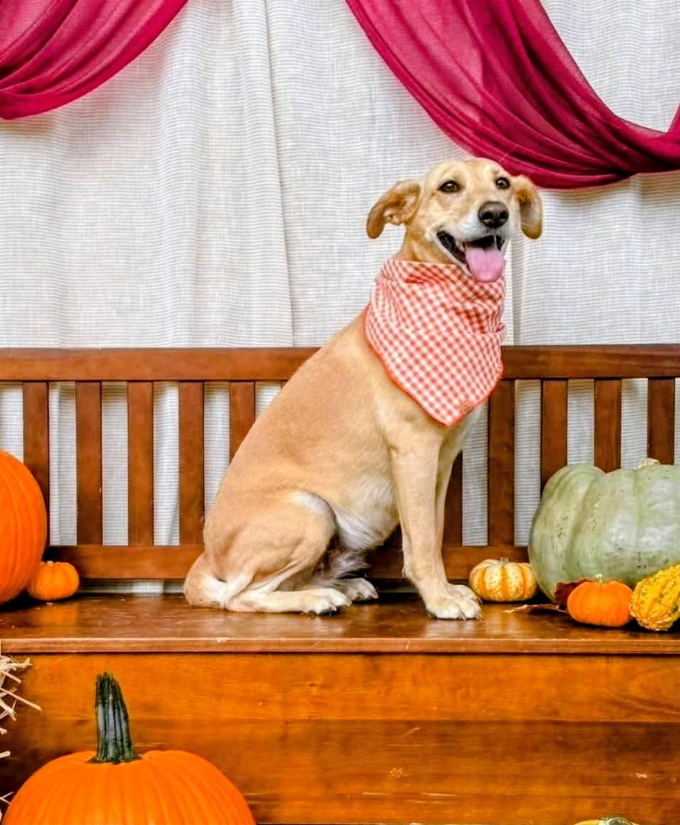 Enlarge Maggie - In Mass., a Adoptable mixed breed in Willington, CT image 5/6