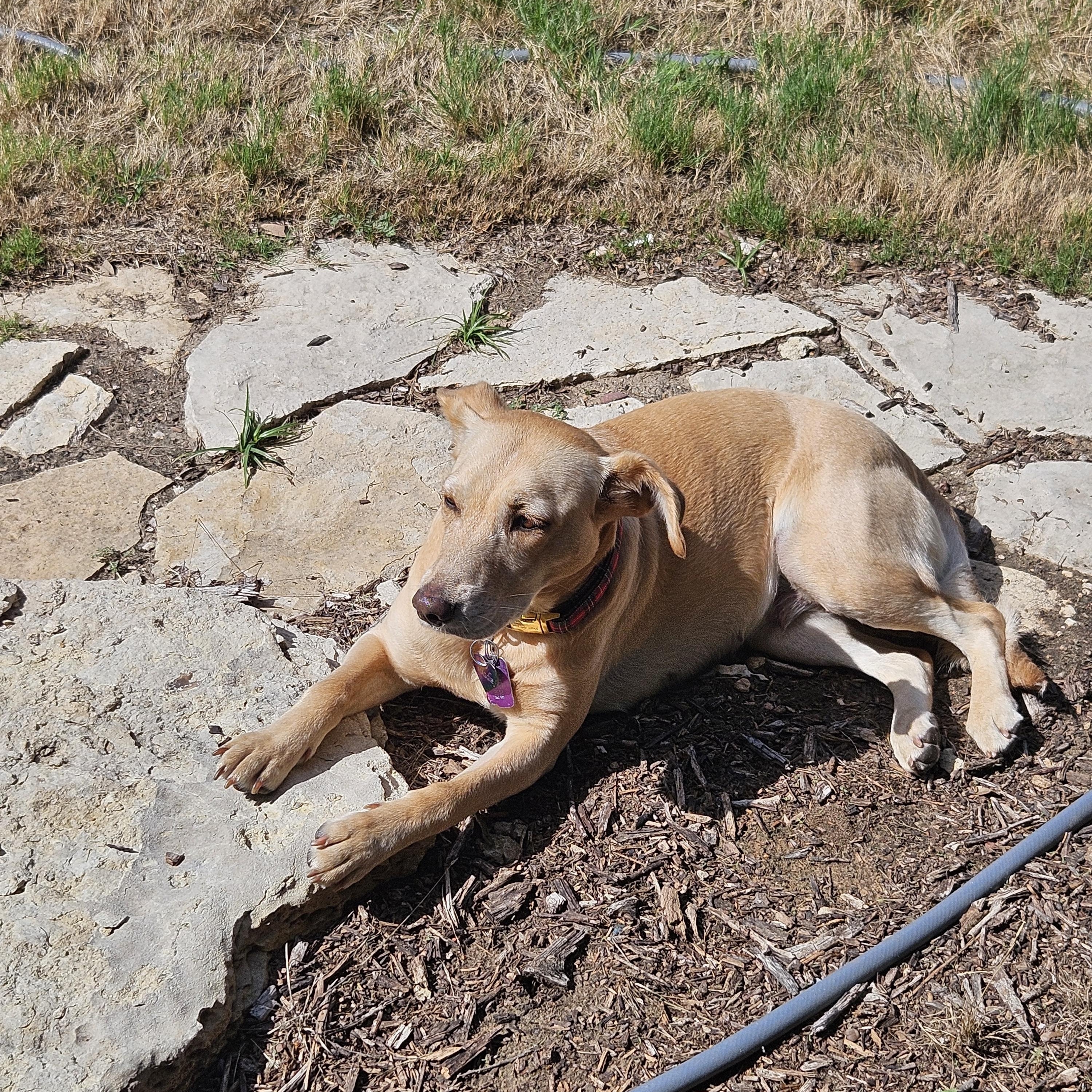 Maggie - In Granbury, TX, an adoptable mixed breed in Willington, CT image 3/6