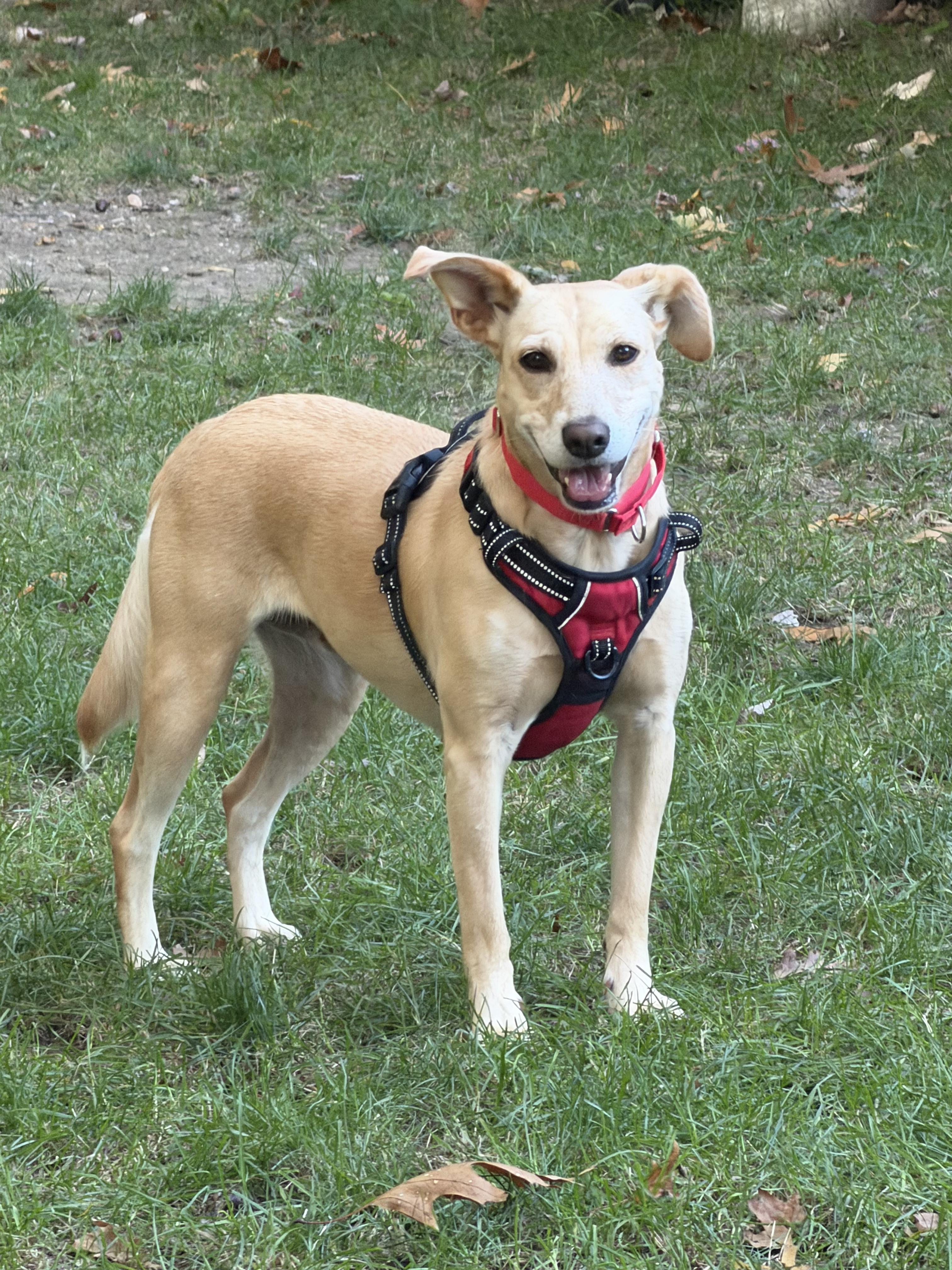 Maggie - In Mass., Adoptable, Adult Female Yellow Labrador Retriever.