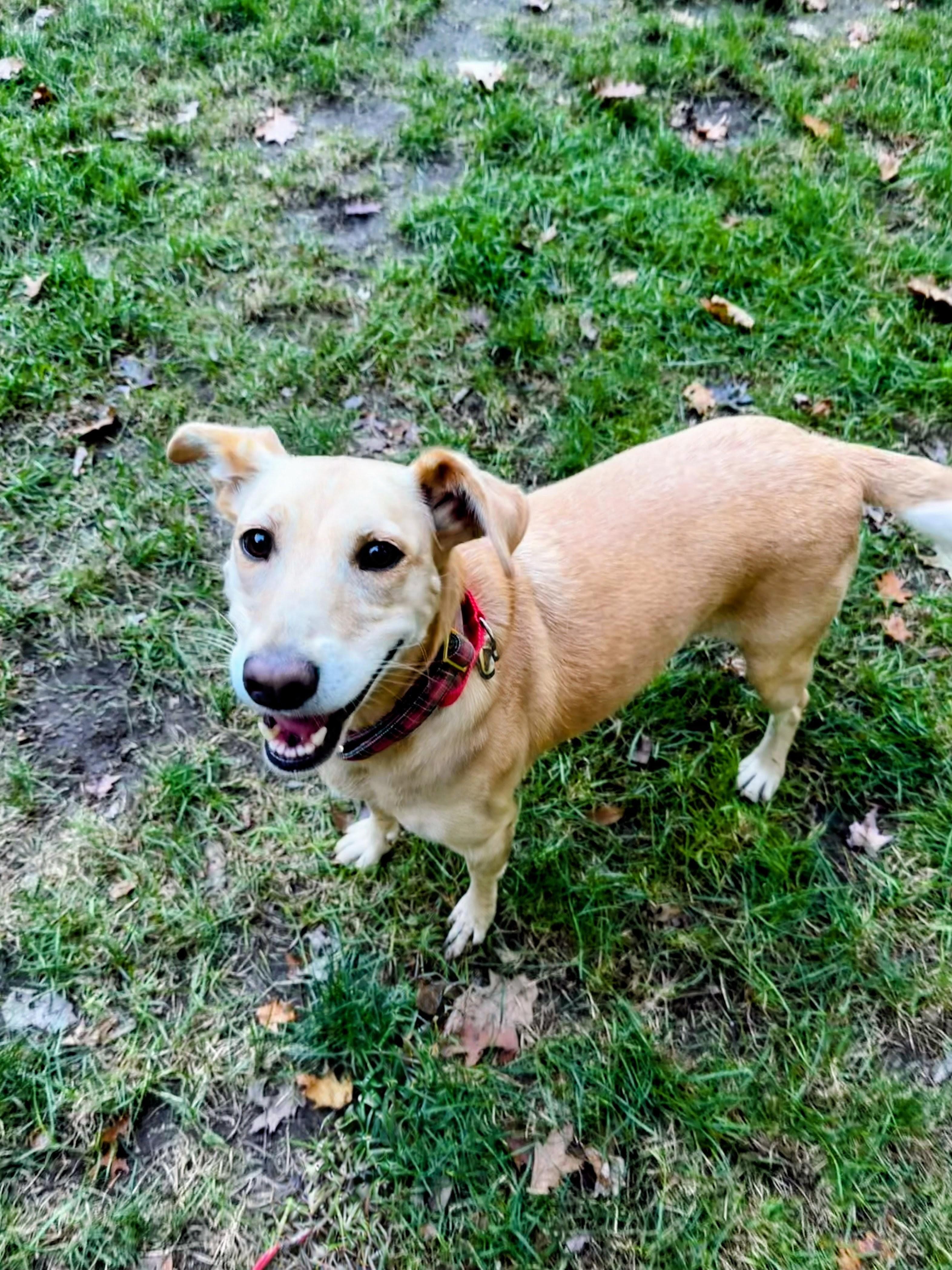 Enlarge Maggie - In Mass., a Adoptable mixed breed in Willington, CT image 3/6